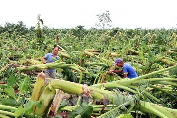 Ước tính bão số 3 gây thiệt hại 40 tỷ đồng cho nông nghiệp Hưng Yên