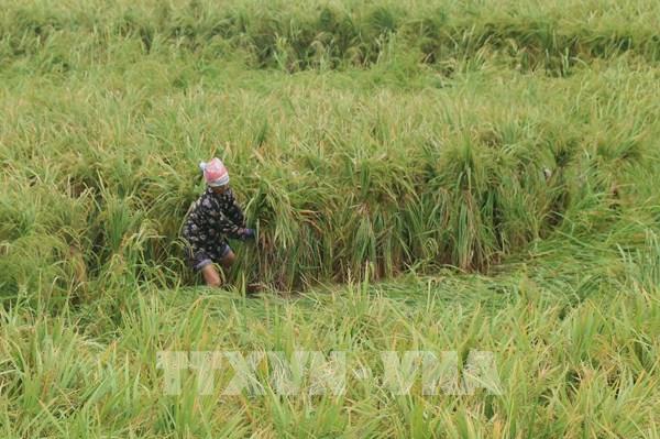 Hưng Yên hỗ trợ mỗi hộ nghèo bị hỏng nhà do bão lũ mức 80 triệu đồng