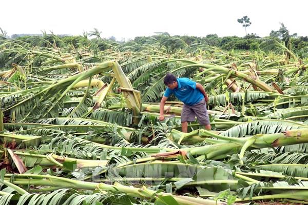 Khẩn trương khắc phục sản xuất trồng trọt sau bão số 3