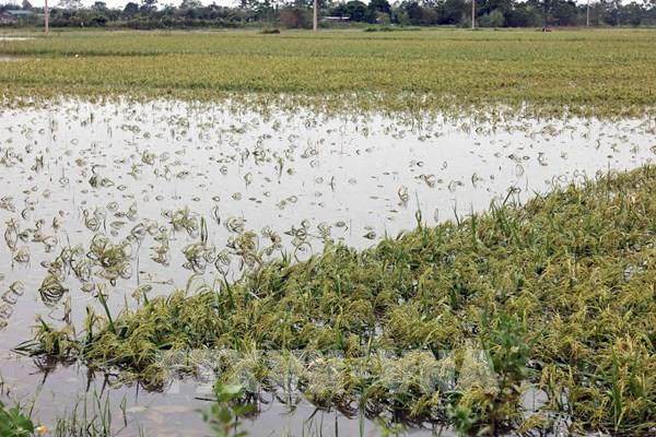 Trên 137.000 ha lúa và hoa màu bị ngập úng và hư hại do ảnh hưởng bão số 3