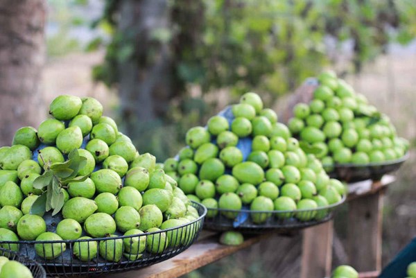 Hà Nội đồng hành cùng hợp tác xã đưa công nghệ sạch vào sản xuất