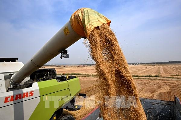 Sản lượng ngũ cốc của Argentina duy trì ổn định