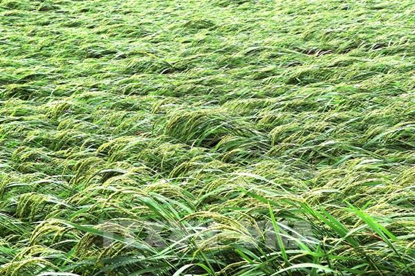 Ngành nông nghiệp họp triển khai Công điện số 1548/CĐ-VPCP