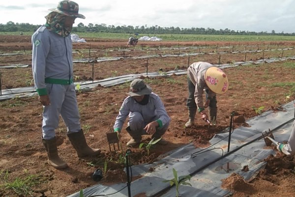 THACO AGRI thu hút chuyên gia nước ngoài đến làm việc