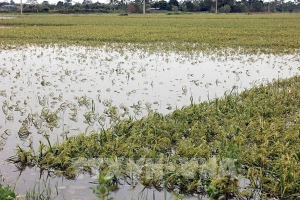 Một số tỉnh, thành phố đã không còn diện tích lúa và hoa màu ngập úng