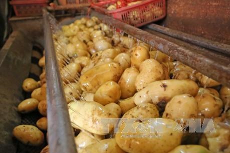 Thế giới cần thêm 40 triệu tấn khoai tây vào năm 2030