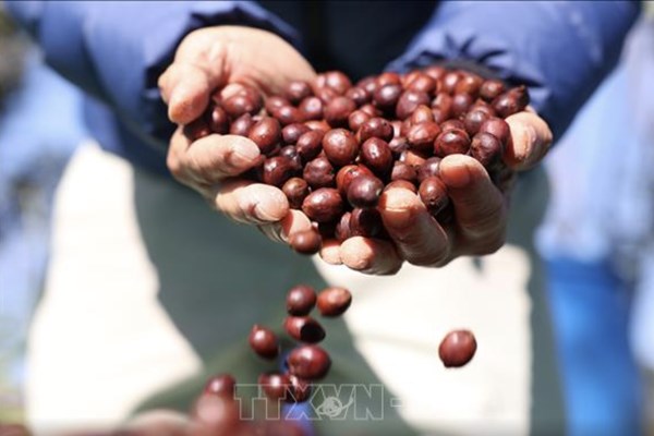 Giá cà phê bất ngờ giảm sâu do nguồn cung cải thiện