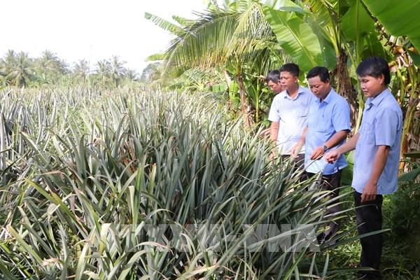 Sóc Trăng chuyển đổi diện tích sản xuất kém hiệu quả sang trồng dứa