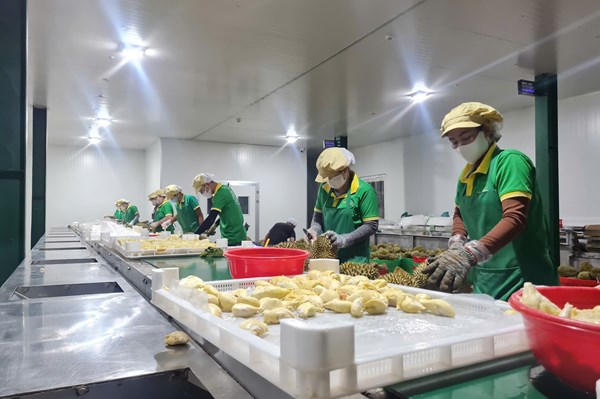 Xuất khẩu sầu riêng đông lạnh có thể đạt 300 triệu USD ngay trong năm 2024