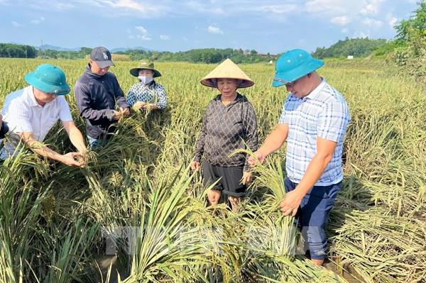 Sau bão lũ, Tuyên Quang khẩn trương khôi phục sản xuất nông nghiệp