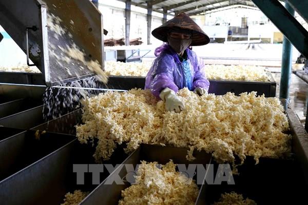 Phát triển xanh ngành cao su: Tiêu chí để mở rộng thị trường