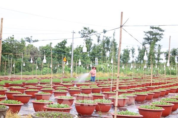 Bà Rịa-Vũng Tàu giảm mạnh diện tích trồng hoa Tết ​