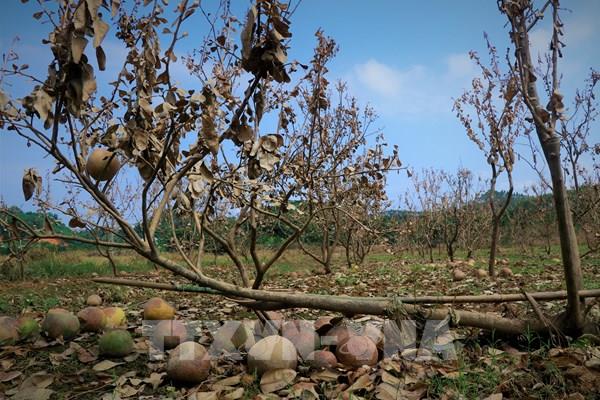 Xót xa vùng bưởi "tiến Vua" sau mưa lũ ở Yên Bái