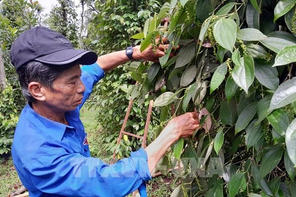 Giá hồ tiêu vượt mốc 150.000 đồng/kg, cao nhất kể từ năm 2016