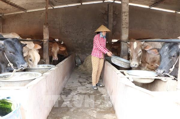 Giá bò xuống thấp, nông dân Bến Tre giảm đàn tránh thua lỗ