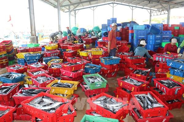 Tổng lực chống khai thác IUU: Bài cuối - Phát triển nghề cá bền vững và có trách nhiệm