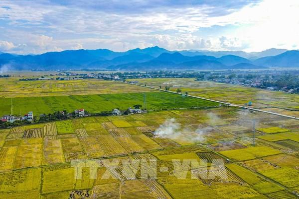  Mùa vàng trên cánh đồng Mường Thanh