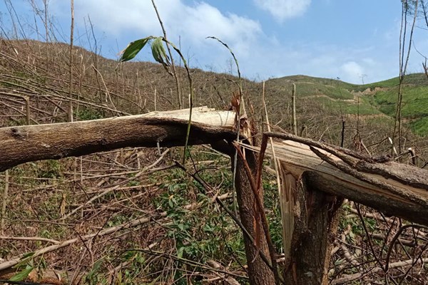 Quảng Ninh tập trung nguồn lực khôi phục lâm nghiệp sau bão số 3