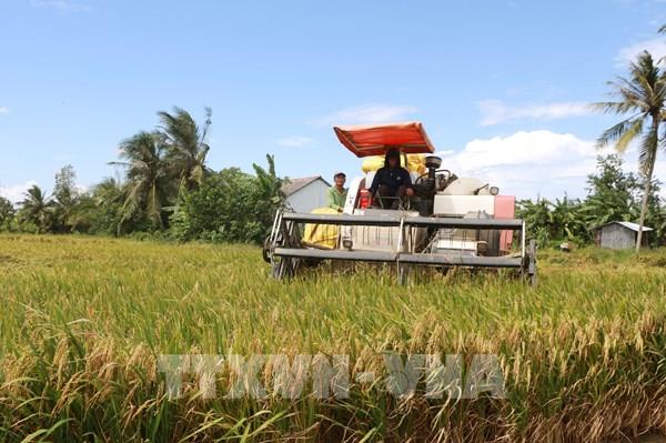 Lúa Hè Thu cuối vụ tăng giá