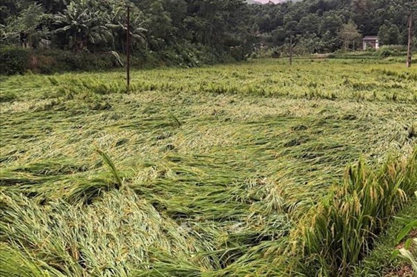 Hà Nội hỗ trợ trên 213 tỷ đồng phát triển sản xuất cây vụ Đông