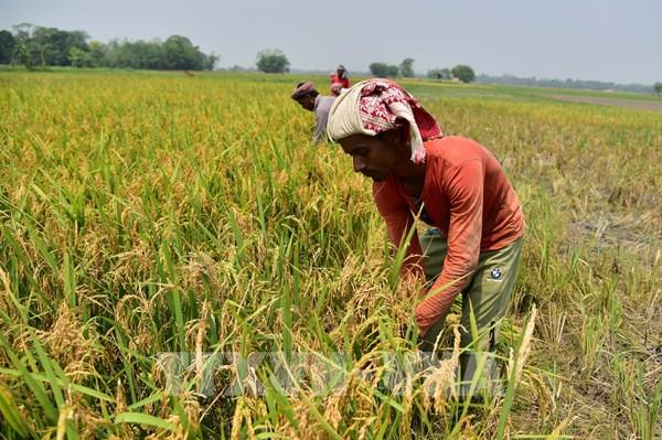 "Quả ngọt" từ chiến lược đa dạng hóa thị trường xuất khẩu gạo của Ấn Độ