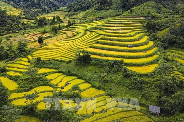 Mùa vàng ở huyện biên giới Mường Nhé, Điện Biên