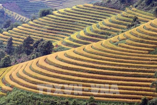 Mùa lúa chín nơi rẻo cao Bắc Yên, Sơn La