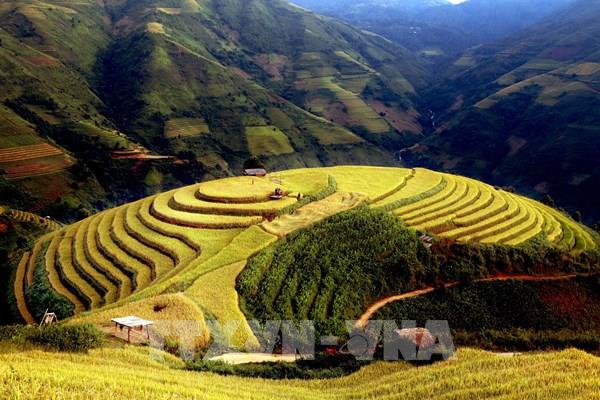 Mùa lúa chín nơi rẻo cao Bắc Yên, Sơn La