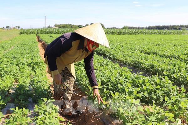 Quản lý dinh dưỡng cây trồng để hạn chế suy thoái đất