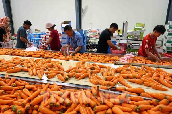  Nông nghiệp tận dụng mọi cơ hội đẩy mạnh sản xuất, giữ tăng trưởng 