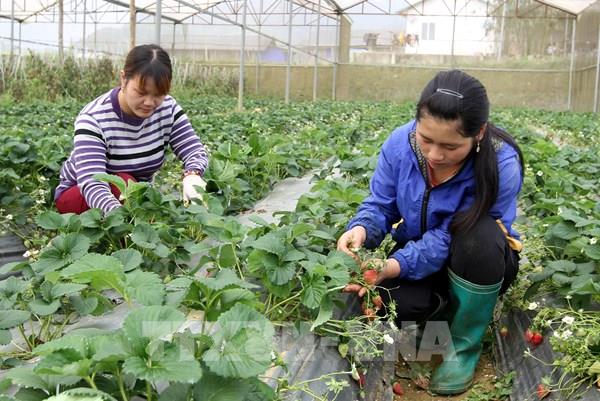 Lào Cai và mục tiêu tỷ lệ lao động trong lĩnh vực nông nghiệp đạt 43%