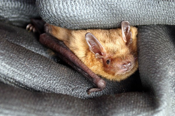 Phát hiện loài dơi mũi nhọn soprane quý hiếm tại Bỉ