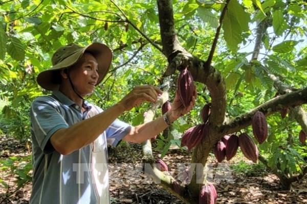 Ca cao tăng giá gấp đôi