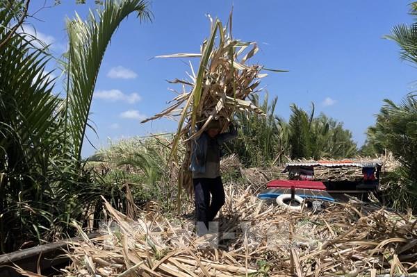 Lần đầu tiên mía đường Việt Nam dẫn đầu khu vực ASEAN về năng suất