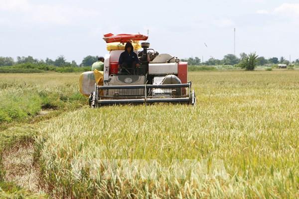 Vị ngọt vùng đất trũng phèn