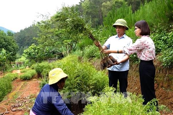 Hiệu quả ứng dụng công nghệ số trong quản lý, bảo vệ rừng