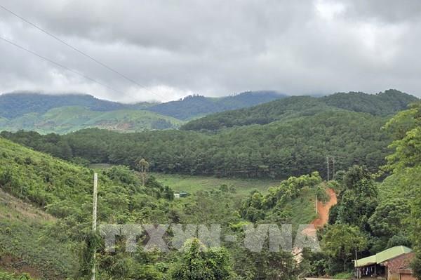 Ì ạch sắp xếp, đổi mới doanh nghiệp nông, lâm nghiệp