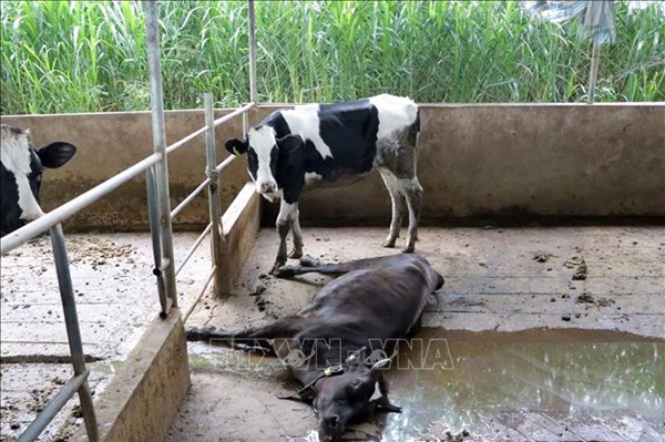 Bò sữa chết hàng loạt ở Lâm Đồng: Gần 130 hộ bị thiệt hại chấp nhận bồi thường