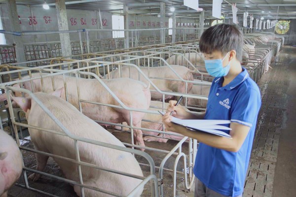 Chuỗi thức ăn khép kín giúp Hòa Phát tăng cạnh tranh ở mảng chăn nuôi