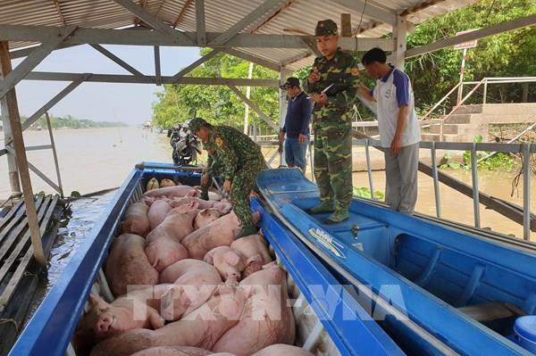 Xử lý các trường hợp vận chuyển, buôn bán giống vật nuôi nhập lậu, không rõ nguồn gốc