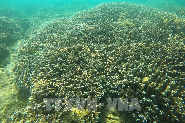 Hệ sinh thái biển vịnh Nha Trang dần phục hồi tích cực
