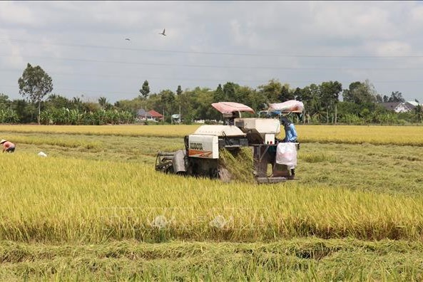 Sản xuất lúa liên tiếp bội thu nhờ thích ứng với biến đổi khí hậu