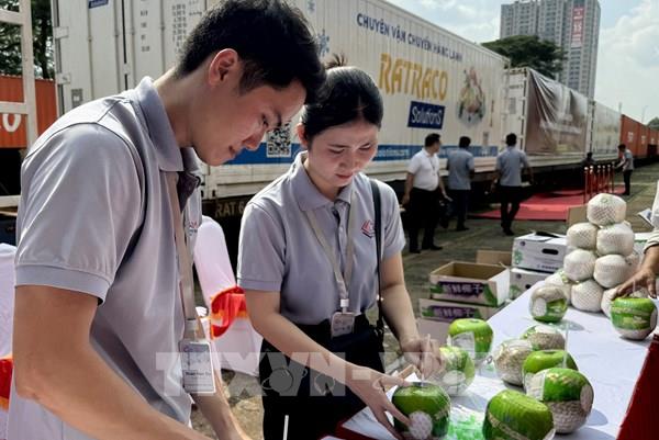 Xuất khẩu lô hàng dừa tươi miền Tây đầu tiên đi Trung Quốc
