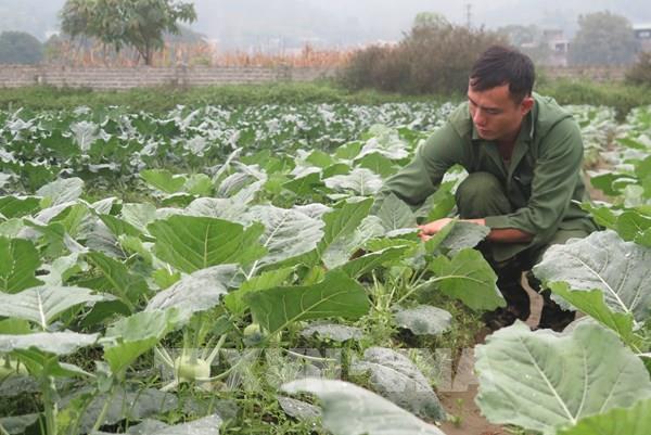 Lào Cai trồng mở rộng khoảng 600 ha rau và 600 ha ngô Đông