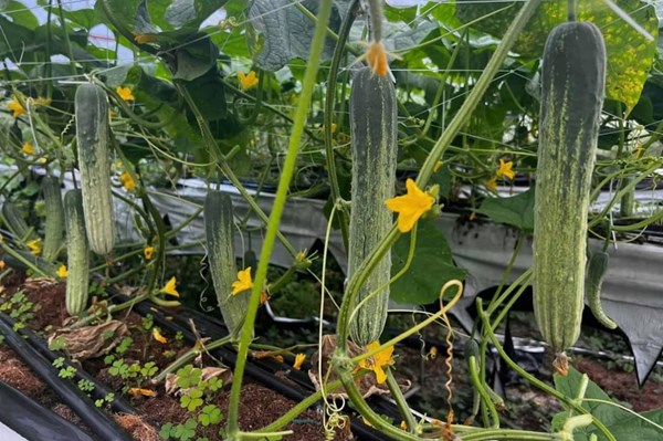 Sa Pa trồng thử nghiệm giống dưa chuột nếp nhật Hizuku
