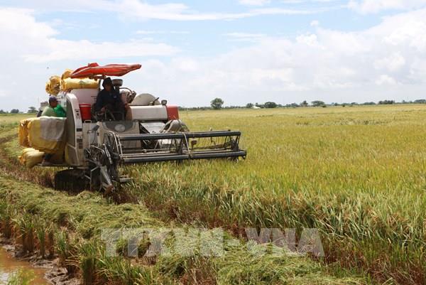 Sóc Trăng sản xuất theo hướng hữu cơ giúp phát triển nông nghiệp bền vững