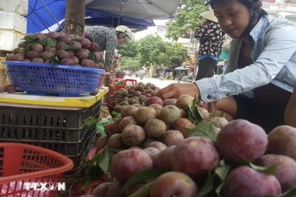 Lào Cai sẽ phát triển thương hiệu cho ít nhất 20 sản phẩm nông sản