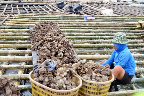 Giá hải sản tại Hàn Quốc đang tăng vọt