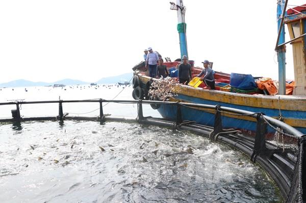 Khôi phục nhanh thủy sản để về đích