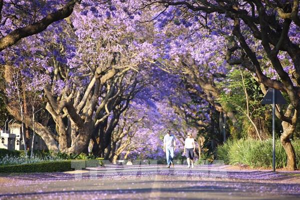 Bình minh rực rỡ sắc tím hoa Jacaranda ở thủ đô Pretoria, Nam Phi